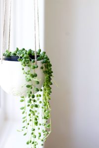 7 Hard to Kill Plants and How To Incorporate Them With Style 4