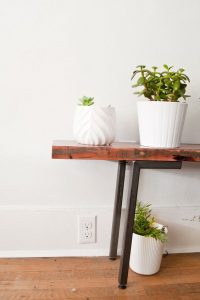 7 Hard to Kill Plants and How To Incorporate Them With Style 11