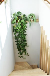 7 Hard to Kill Plants and How To Incorporate Them With Style 9