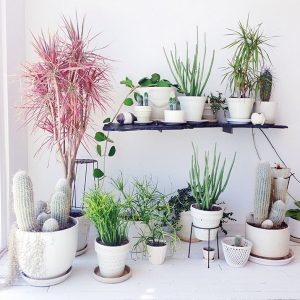 7 Hard to Kill Plants and How To Incorporate Them With Style 17