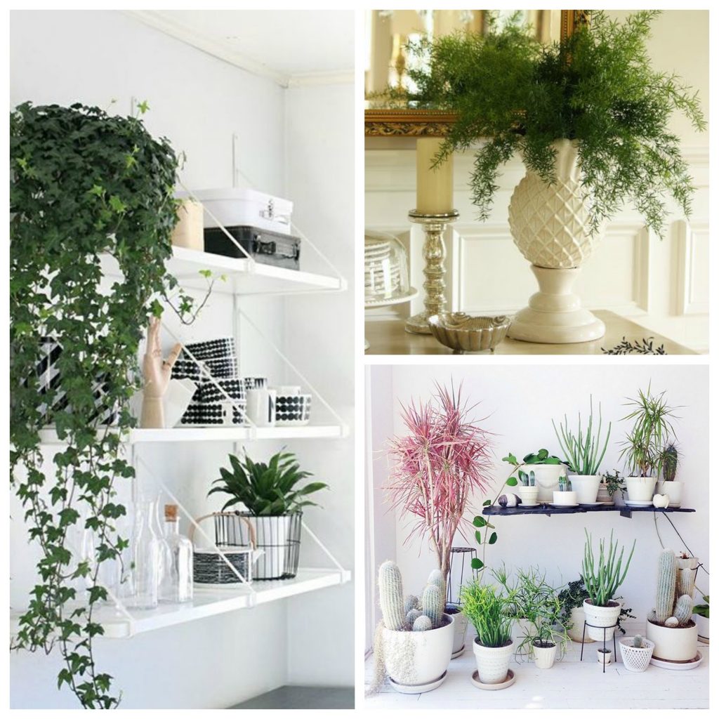 7 Hard to Kill Plants and How To Incorporate Them With Style 1