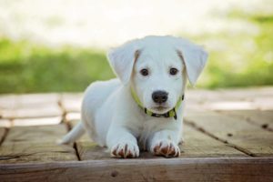 5 Overlooked Pet Dangers In Your Own Yard 2