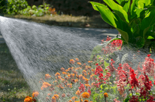 Master the Art of Watering: Unleash the Full Potential of Your Plants This Summer 12
