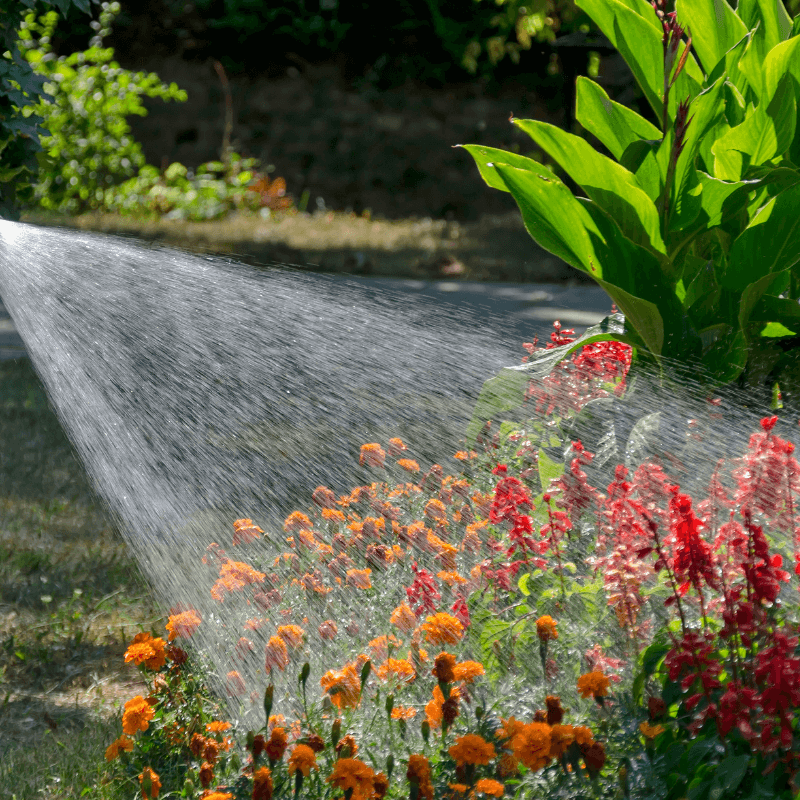 Master the Art of Watering: Unleash the Full Potential of Your Plants This Summer 19