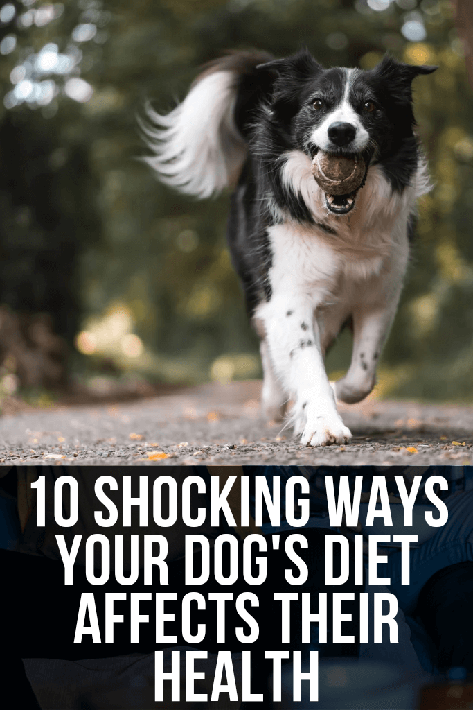 10 Shocking Ways Your Dog's Diet Affects Their Health 2