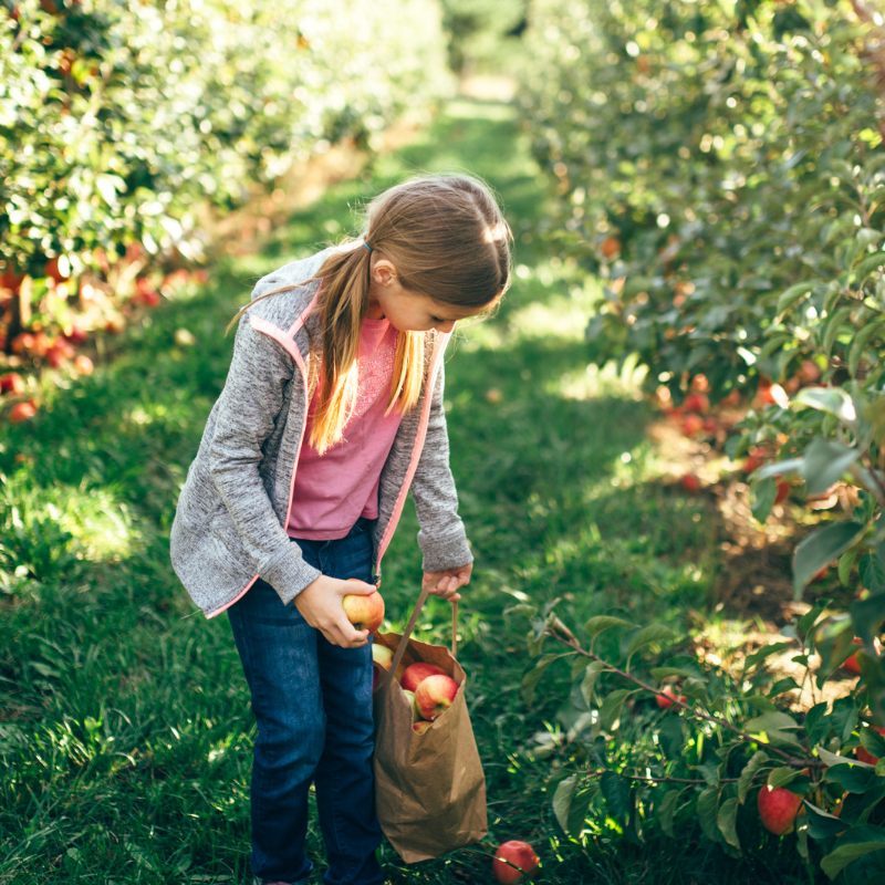 All About Apples: 3 Best Orchards for Apple Picking Near Nashville 1